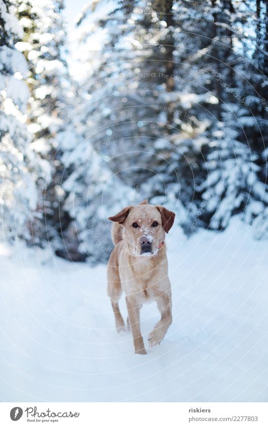 snow nose Environment Nature Landscape Winter Beautiful weather Snow Forest Animal Pet Dog 1 Observe Walking Looking Esthetic Blonde Free Friendliness Natural