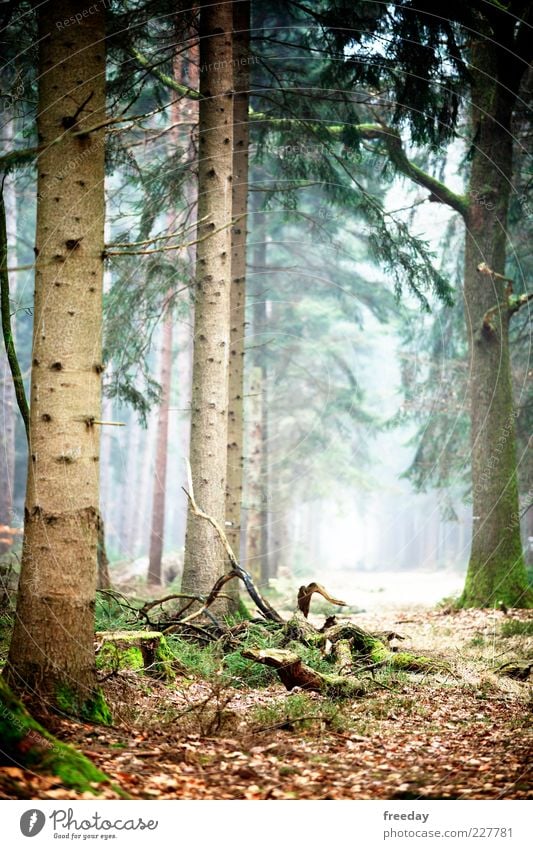 In search of... Environment Nature Landscape Plant Earth Autumn Climate Climate change Beautiful weather Fog Tree Leaf Foliage plant Forest Wood Growth Hope