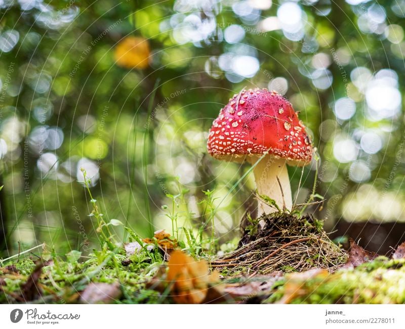 fly agaric Environment Nature Plant Forest Green Red Amanita mushroom Mushroom Woodground Blur Ground level Colour photo Exterior shot Day Light Sunlight