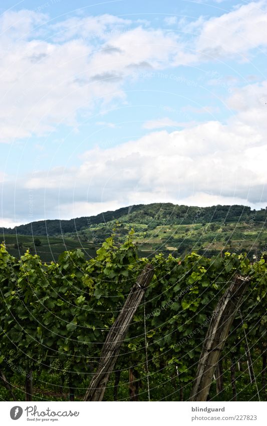 Black Forest Nature Landscape Plant Sky Clouds Summer Beautiful weather Agricultural crop Field Hill Mountain Growth Blue Green Wine growing Leaf