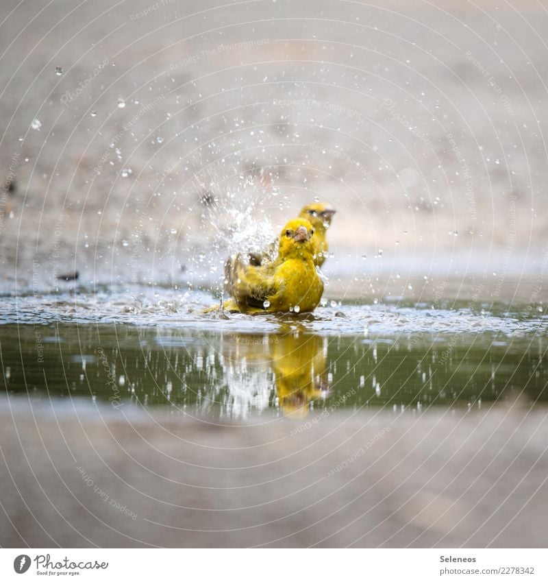 refreshment Bird birds Nature Colour photo Exterior shot Animal Deserted Wild animal Environment Freedom Animal portrait Ornithology bathe Wet Puddle Drop Near