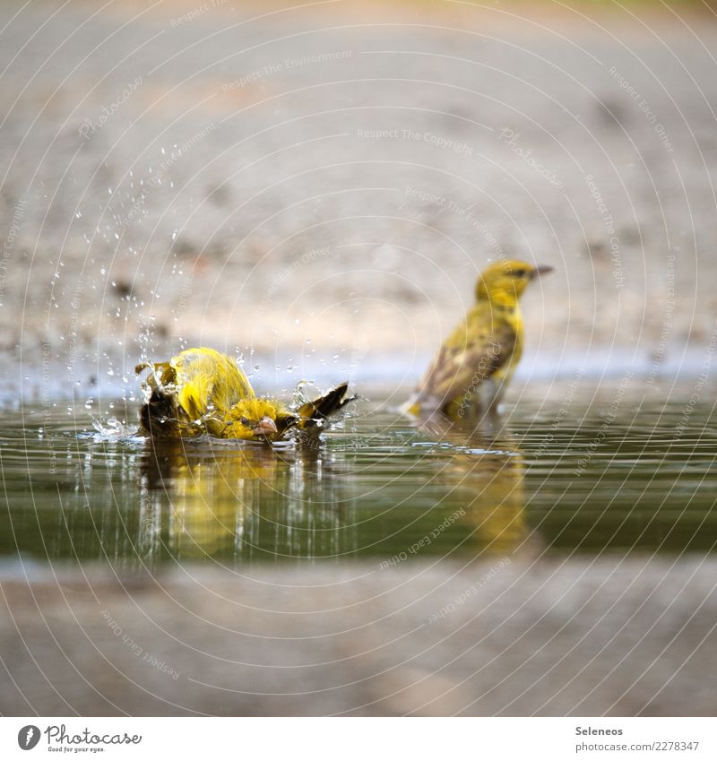 lifeguards Environment Nature Water Drops of water Animal Wild animal Bird 2 Swimming & Bathing Wet Natural Ornithology Colour photo Exterior shot