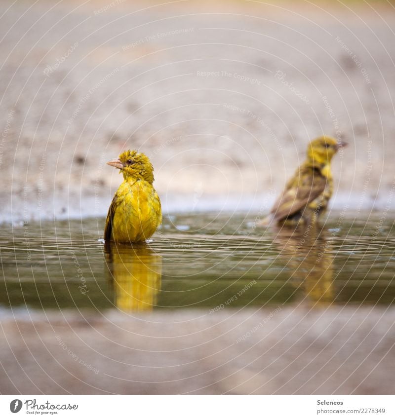 bathing day Bird birds Water Puddle Nature bathe Animal Exterior shot Colour photo Reflection naturally Wild animal Animal portrait Environment Day Deserted