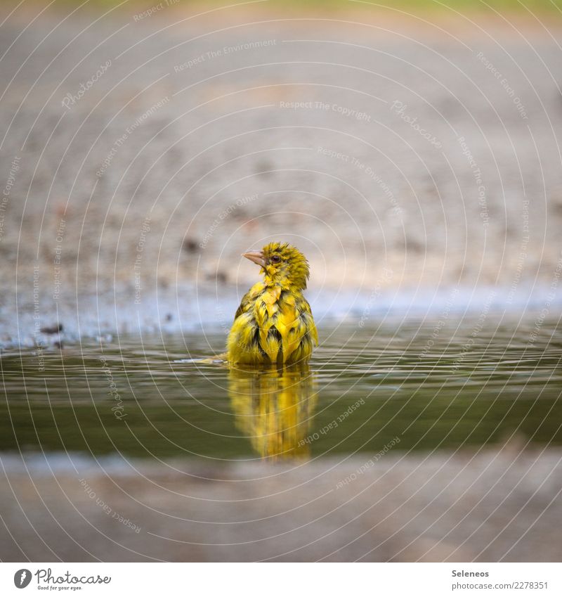 bath water Bird bathe Puddle Water Swimming & Bathing Exterior shot Colour photo Wet Animal Nature Reflection naturally Environment Wild animal Animal portrait