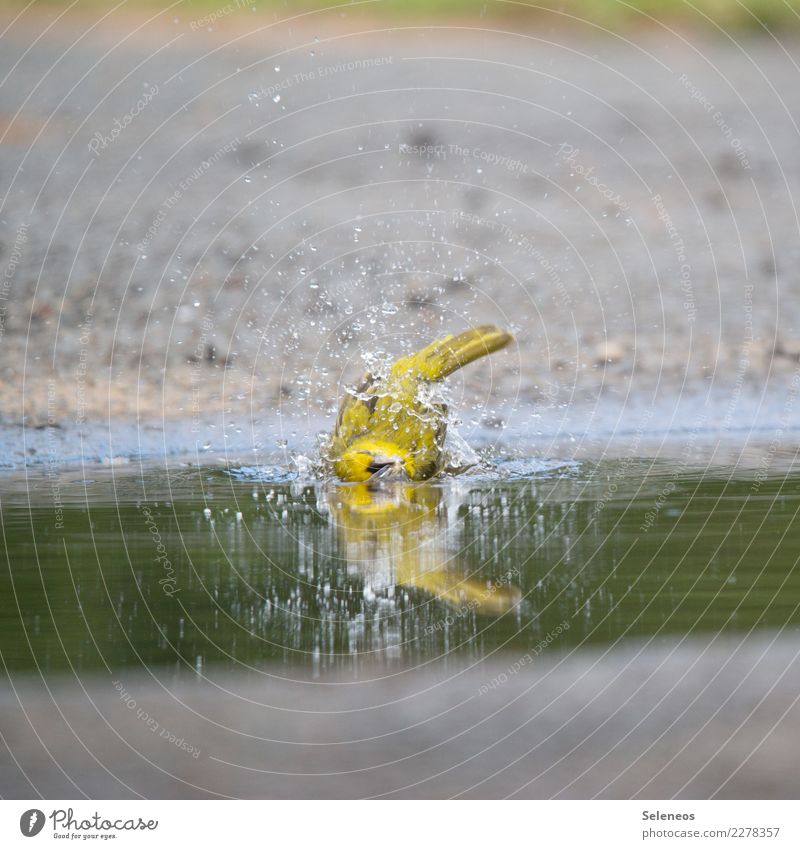 small refreshment Well-being Contentment Freedom Summer Sunbathing Water Drops of water Animal Wild animal Bird 1 Swimming & Bathing Wet Natural Colour photo