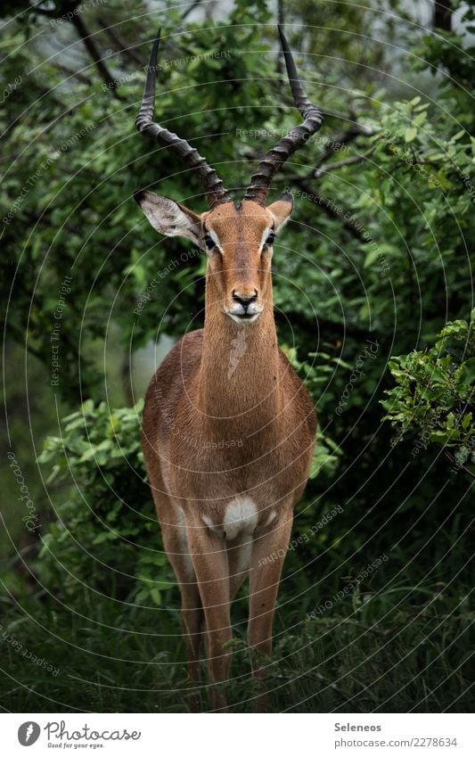 impala look Vacation & Travel Tourism Trip Adventure Far-off places Freedom Expedition Summer Environment Nature Tree Bushes Park Animal Wild animal Animal face