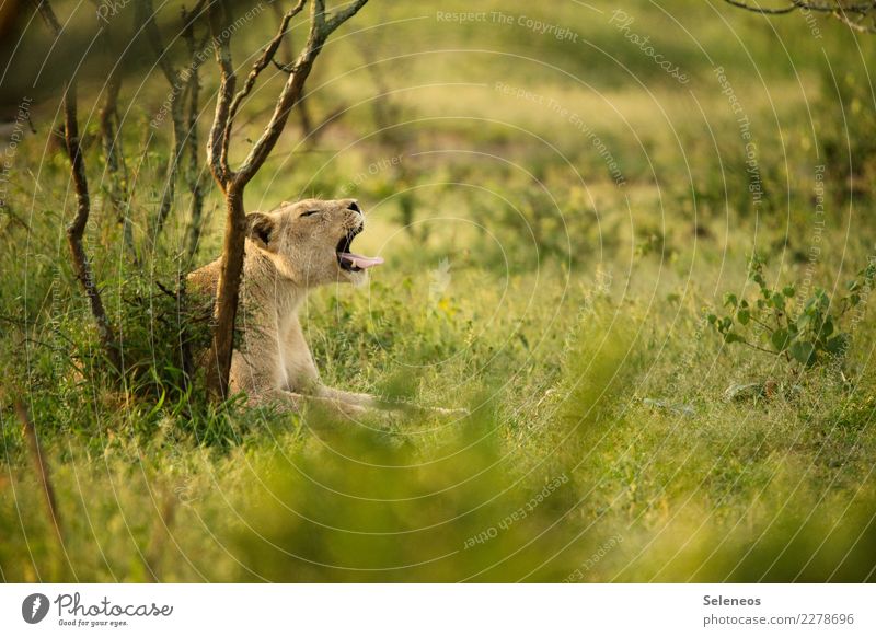 * yawn* Vacation & Travel Tourism Trip Adventure Far-off places Freedom Safari Expedition Summer Summer vacation Environment Nature Beautiful weather Grass