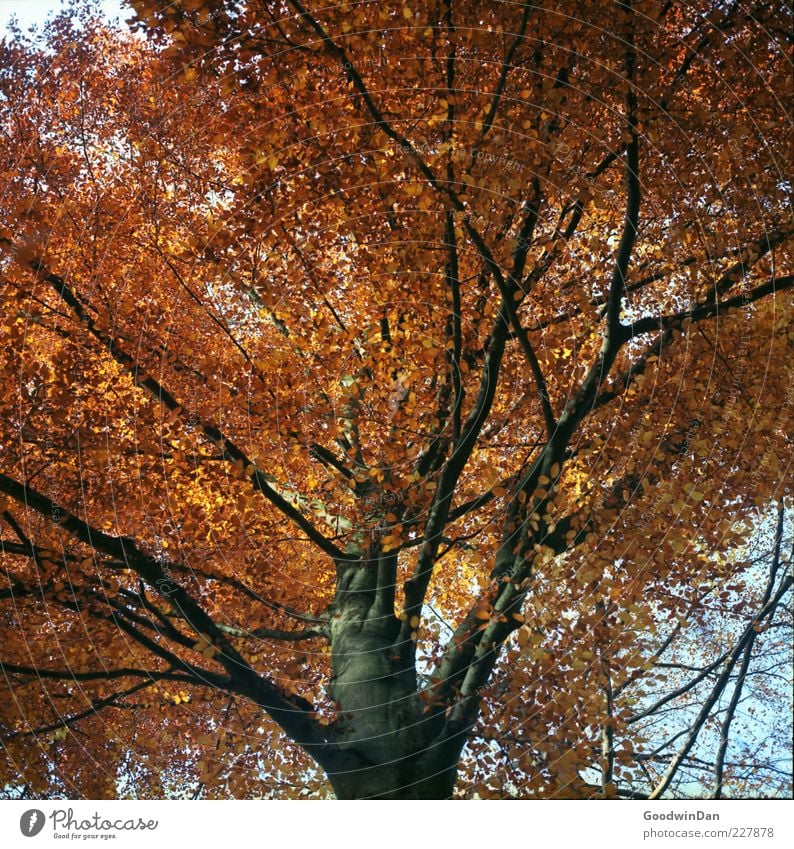 The result III Environment Nature Autumn Plant Tree Old Authentic Gigantic Large Bright Many Colour photo Exterior shot Day Light Shallow depth of field