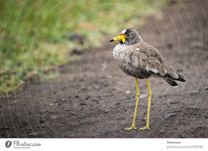 Senegal Wattled Plover Freedom Expedition Environment Nature Animal Wild animal Bird Animal face lapwing 1 Near Natural Exotic Ornithology Colour photo