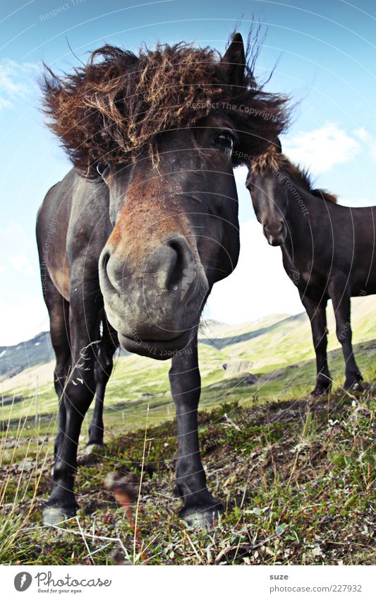 Yoo-hoo Nature Landscape Animal Sky Clouds Wind Farm animal Wild animal Horse Animal face 2 Stand Wait Esthetic Friendliness Funny Natural Cute Moody Mane