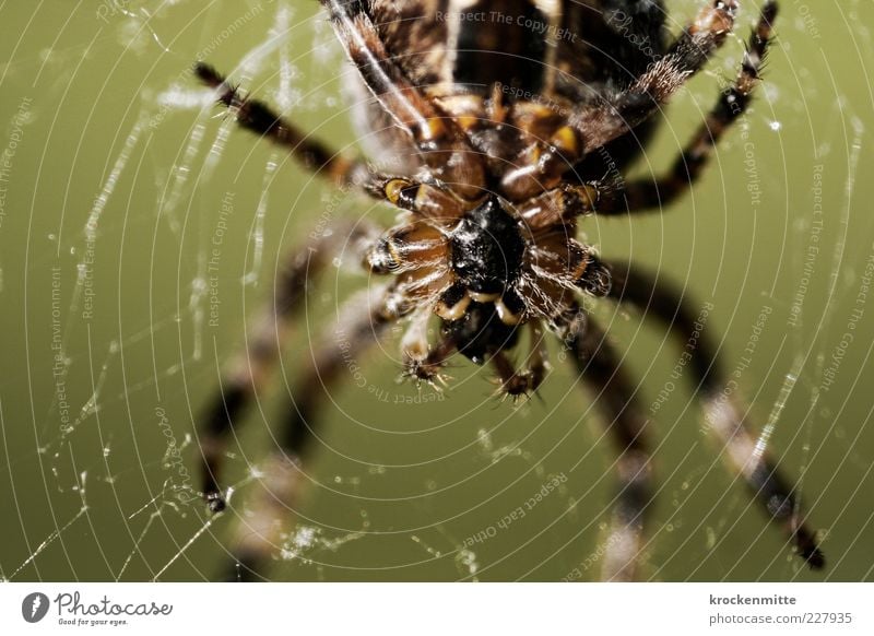 Kiss of the Spider Woman Nature Animal 1 arachnophobia Spider's web Spider legs Colour photo Exterior shot Close-up Detail Macro (Extreme close-up) Blur