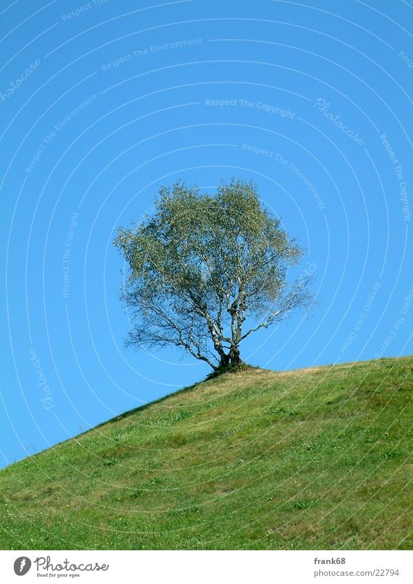 lonely tree Tree Meadow Loneliness Spring Mountain