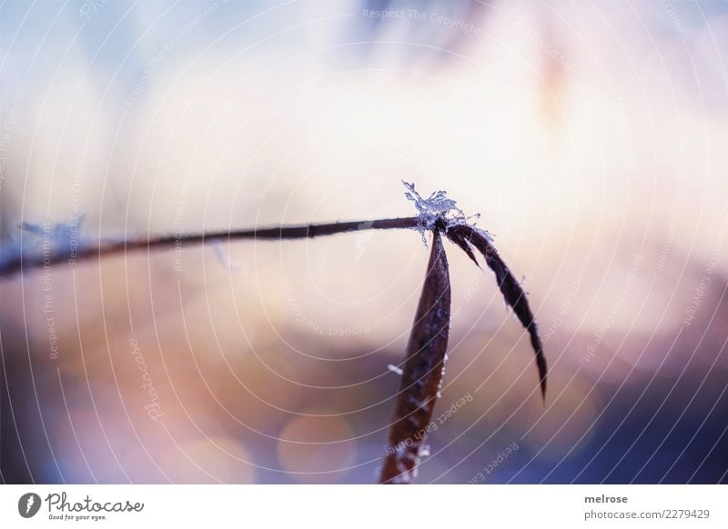 Crystal Sugar Nature Sunlight Winter Beautiful weather Ice Frost Snow Plant Grass Bushes Leaf Foliage plant Field Blur Point of light Visual spectacle