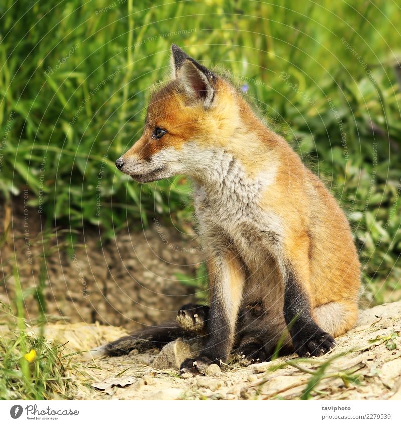 closeup of young red fox Beautiful Face Baby Environment Nature Animal Grass Forest Fur coat Dog Small Natural Cute Wild Brown Green Red Colour furry Fox vulpes