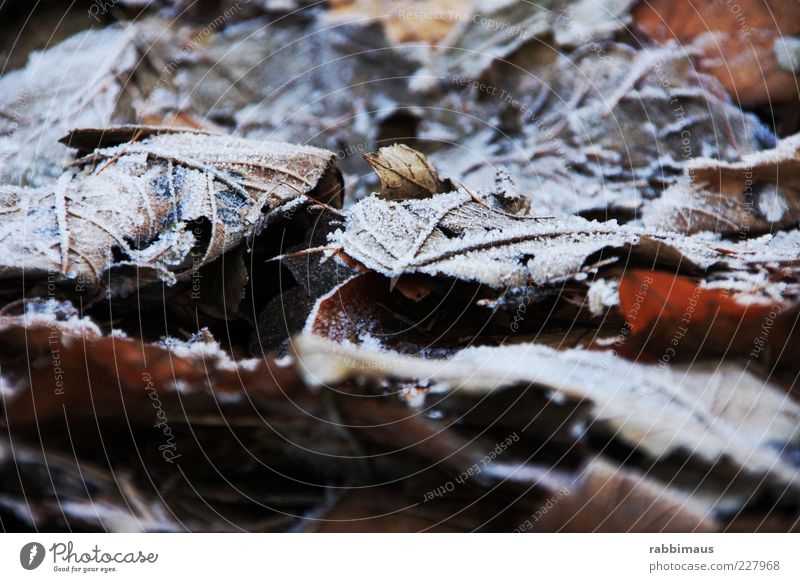 Spring is coming Nature Weather Ice Frost Leaf Exceptional Multicoloured Black White Exterior shot Detail Macro (Extreme close-up) Morning Light Shadow Contrast