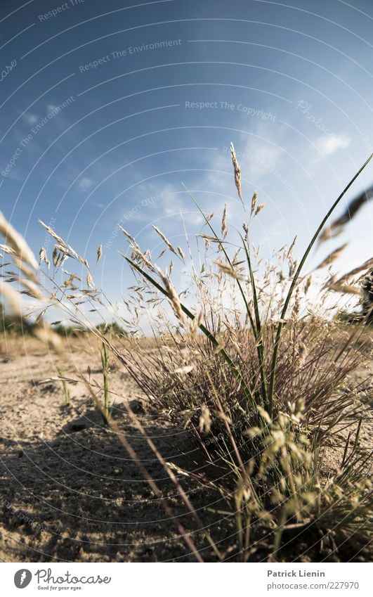 fresh feeling Environment Nature Plant Elements Earth Air Sunlight Summer Beautiful weather Grass Leaf Foliage plant Wild plant Meadow Dry Blue Blossom Sand