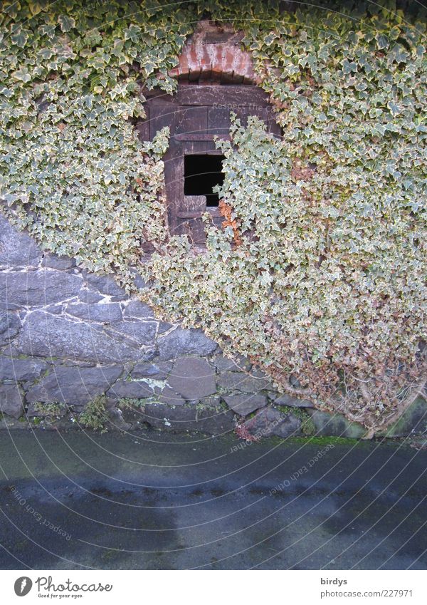 Fairytale window with... Facade Window Positive Romance Idyll Nostalgia Ivy Rubble Fantastic Former Style Rustic Old Harmonious Contrast Overgrown Organic