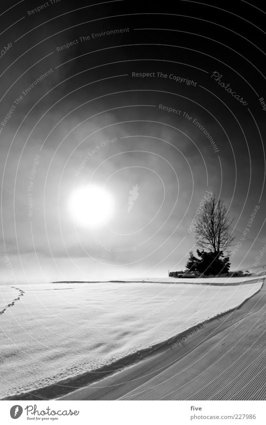 fresh snow Nature Sky Clouds Winter Beautiful weather Fog Ice Frost Snow Plant Tree Bushes Alps Mountain Bright Cold Powder snow Sun Black & white photo