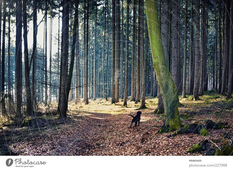 woodsdog Trip Nature Landscape Beautiful weather Tree Forest Pet Dog Authentic Dark Natural Loneliness Lanes & trails Colour photo Exterior shot Deserted Day