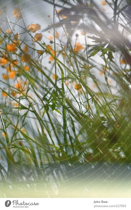 muddle Spring Summer Plant Flower Grass Meadow Green Surrealism Chaos Muddled Crowfoot Summerflower Flower meadow Lomography Analog Blur Yellow Exterior shot