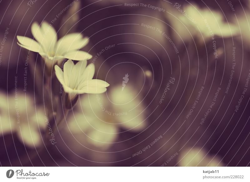 flowers Nature Plant Summer Blossom Garden Yellow White Retro Soft Blur Colour photo Subdued colour Exterior shot Macro (Extreme close-up) Copy Space right Day