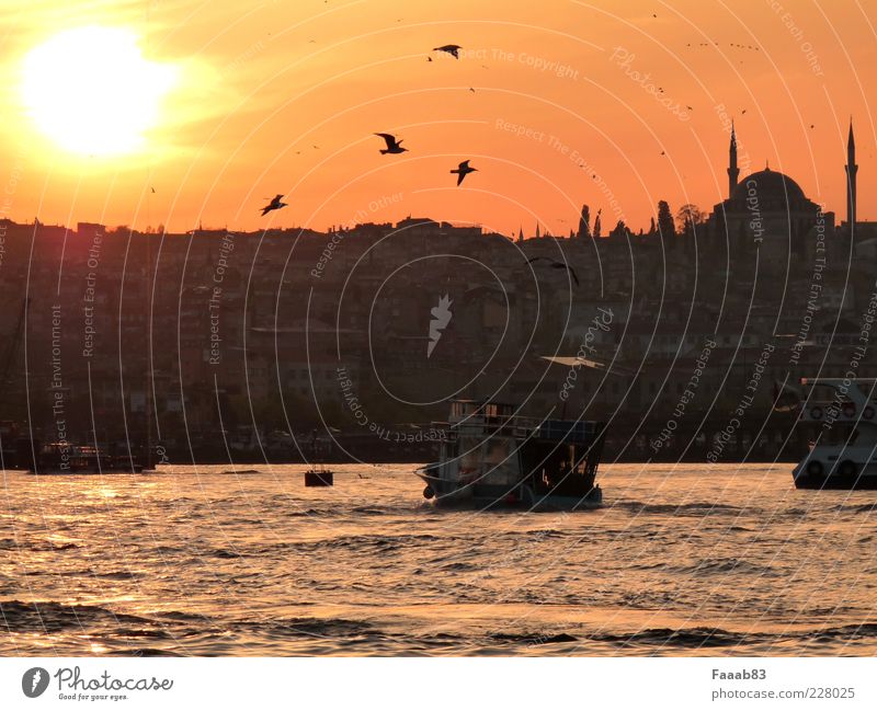 evening rush hour Tourism Ocean Istanbul Turkey Town Capital city Skyline Harbour Transport Navigation Boating trip Passenger ship Society Decadence Luxury