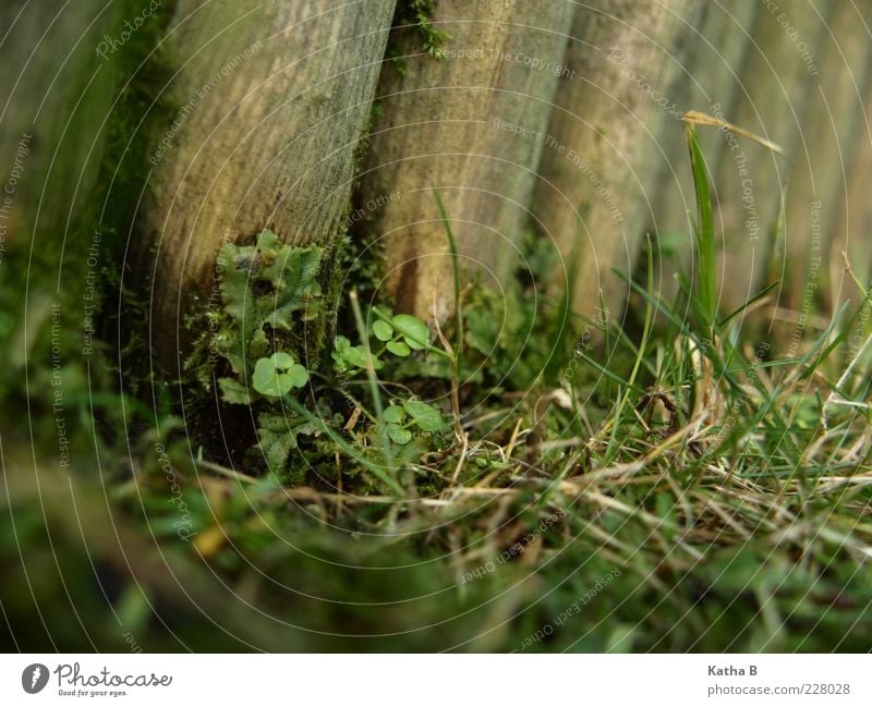 Plant meeting point wood palisade Earth Grass Moss Leaf Weed Grass green Meadow Wood Fragrance Growth Old Fresh Soft Brown Green Bravery Self-confident Grief