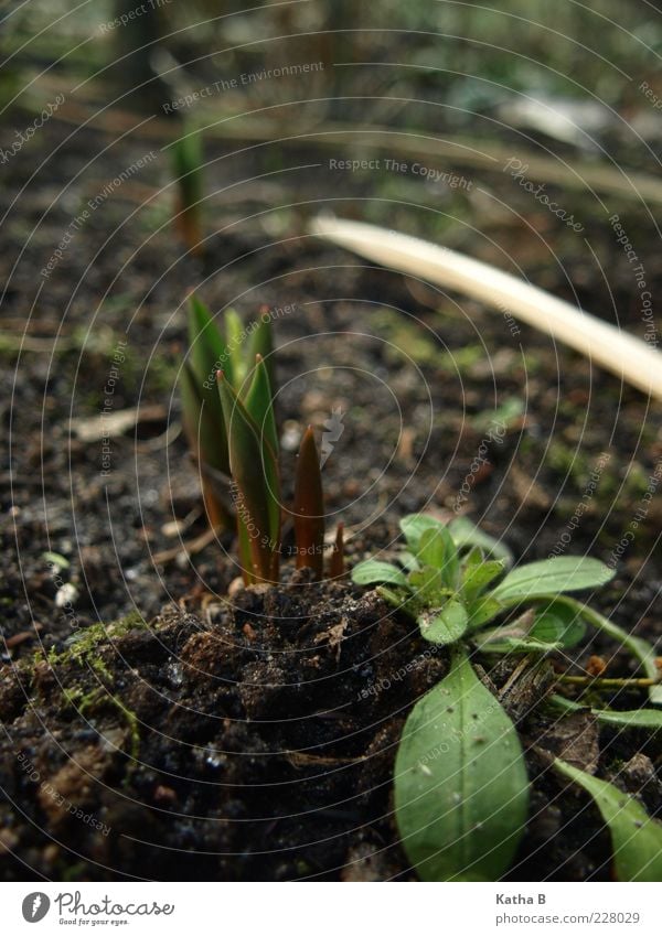 Plant to plant to plant to plant... Earth Spring Flower Moss Leaf Tulip Forget-me-not Garden Garden Bed (Horticulture) Sand Fragrance Growth Fresh Small Soft