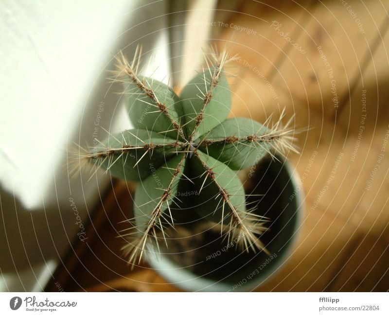 cactus Cactus Star (Symbol) Green Plant Macro (Extreme close-up) Close-up Bird's-eye view