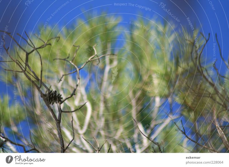 blue Environment Nature Plant Sky Sunlight Summer Tree Cone Authentic Blue Green Treetop Stone pine Colour photo Deserted Day Light Shallow depth of field