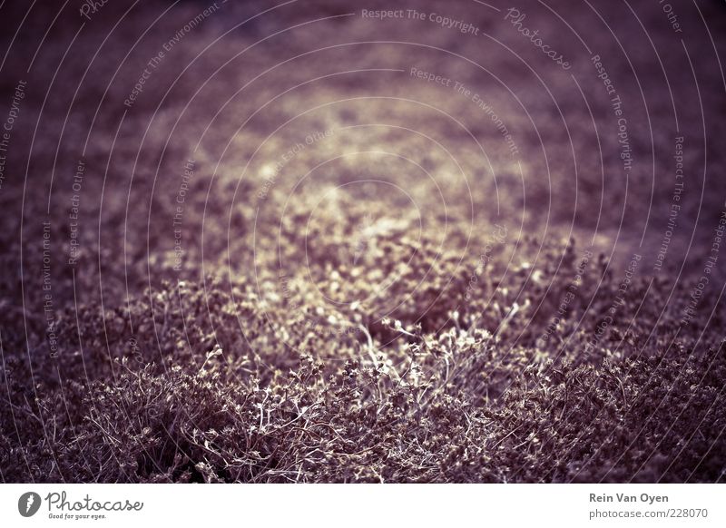 Grassy I Environment Nature Plant Elements Earth Spring Summer Moss Field Lanzarote Grassy plains grassy Purple Yellow Colour photo Subdued colour Multicoloured