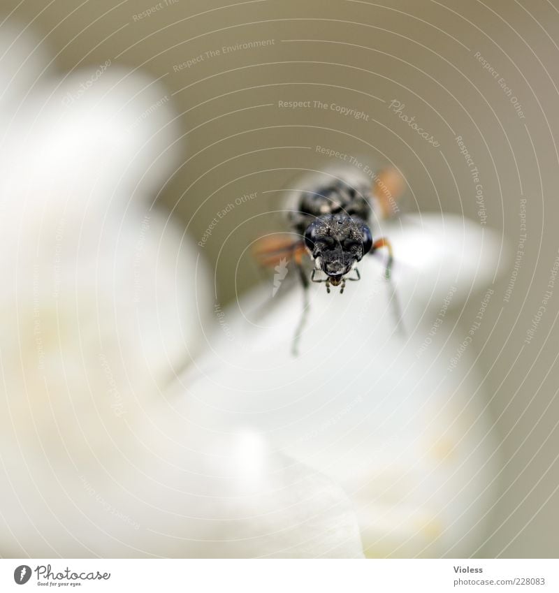 nosy Animal 1 Brash Curiosity Black White Wasps sawfly Colour photo Exterior shot Macro (Extreme close-up) Copy Space left Copy Space bottom Isolated Image Blur