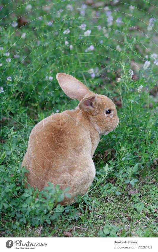 The time will come! Nature Spring Summer Beautiful weather Flower Grass Wild animal Pelt 1 Animal Observe Sit Esthetic Natural Cute Positive Brown Watchfulness