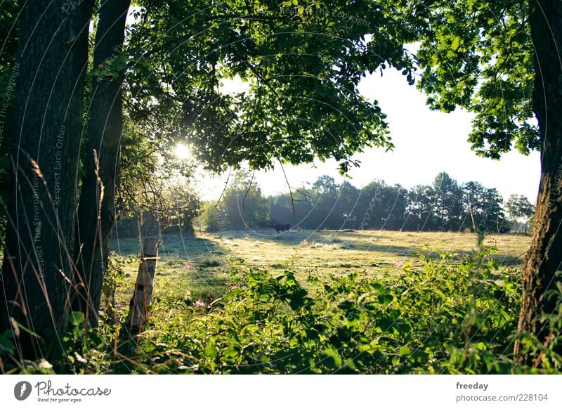 Good morning! Good morning! Environment Nature Landscape Plant Cloudless sky Spring Summer Climate Beautiful weather Fog Tree Grass Bushes Moss Leaf