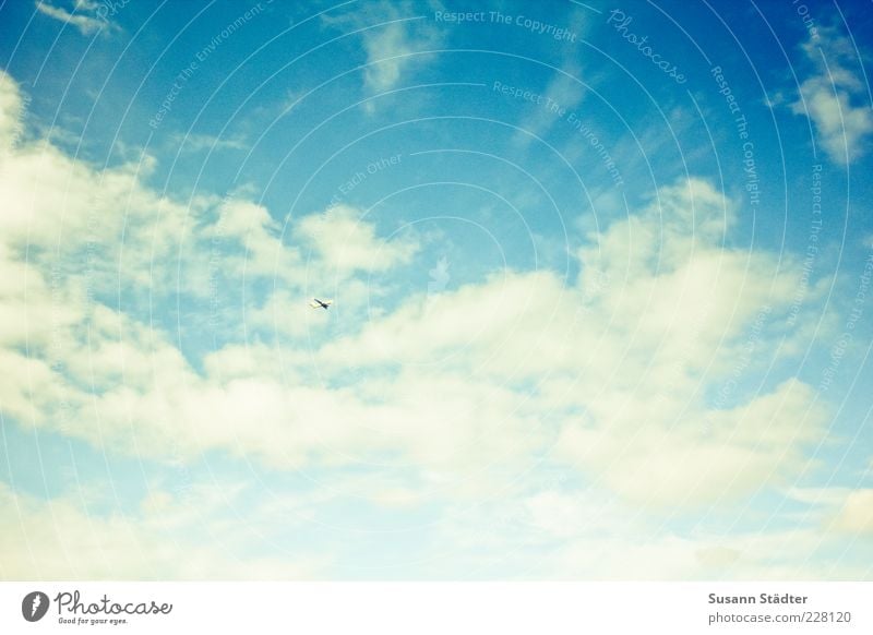 up Flying Clouds Clouds in the sky Summery Blue Colour photo Exterior shot Deserted Contrast Sunlight Wide angle Upward Sky only Cloud formation Blue sky