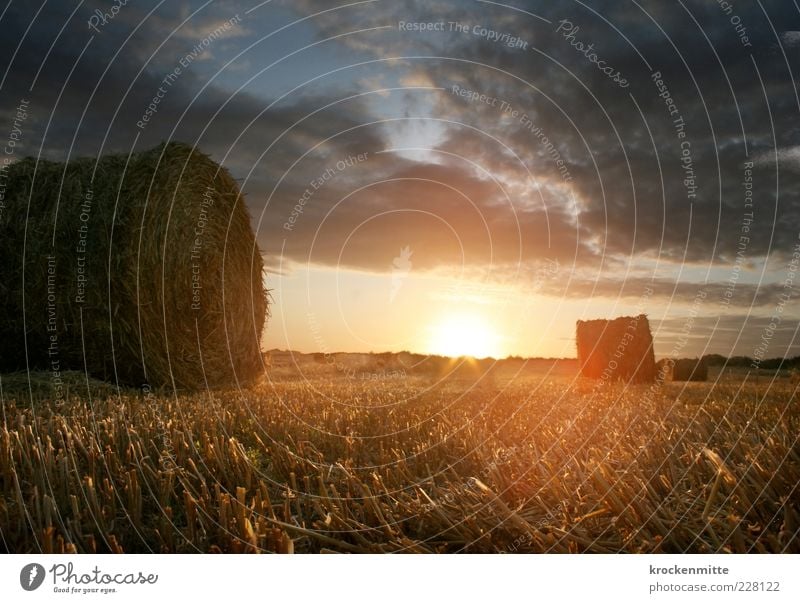 Morning light IV Environment Nature Landscape Earth Sky Clouds Horizon Sun Sunrise Sunset Sunlight Summer Grass Meadow Field Lie Yellow Red Romance Agriculture