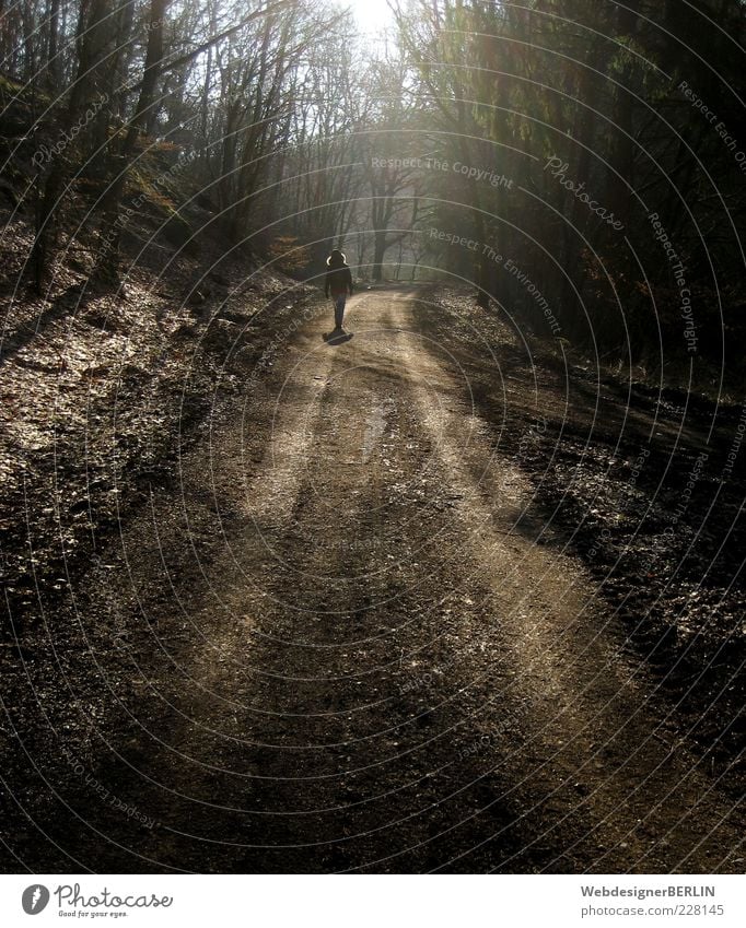 Sunny Forest Trail Environment Nature Sunlight Going Woman Loneliness To go for a walk Lanes & trails Sunbeam Human being Colour photo Exterior shot