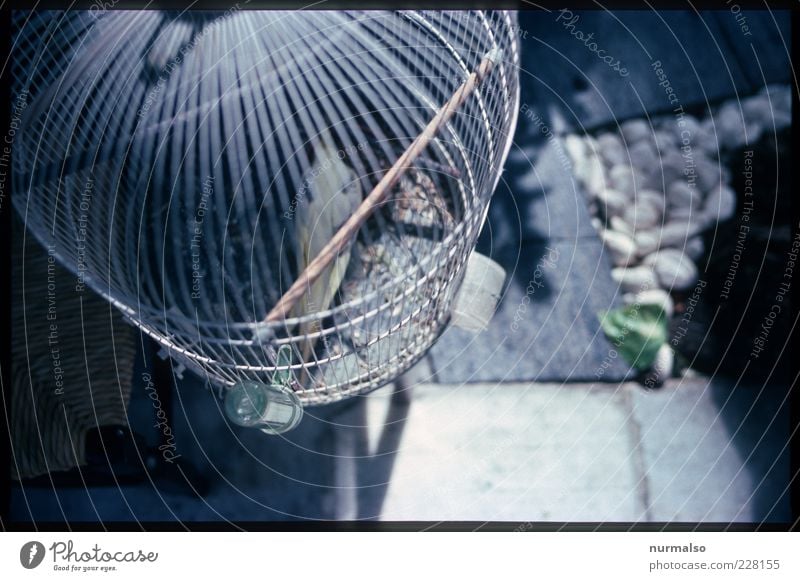 imprisoned Lifestyle Nature Animal Pet Bird Creepy Trashy Moody Whimsical Cage Captured Parakeet Caged bird Grating Anguish Subdued colour Morning Shadow