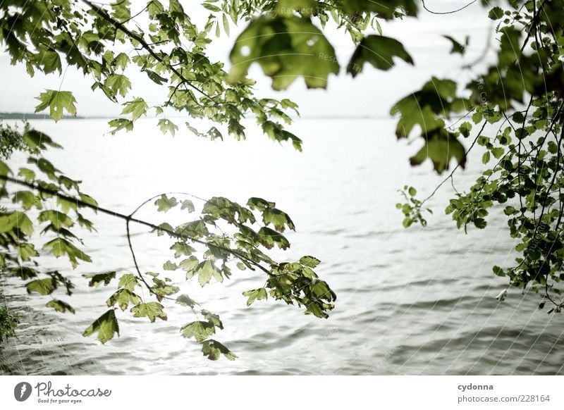 Enlightened Vacation & Travel Environment Nature Landscape Water Summer Leaf Waves Lake Loneliness Uniqueness Beautiful Colour photo Exterior shot Deserted