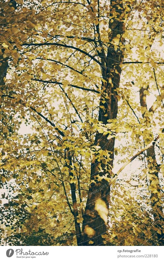 in the wood Nature Plant Sky Summer Autumn Tree Leaf Growth Deciduous tree Tree trunk Colour photo Day Evening Light Shadow Contrast Sunlight Sunbeam