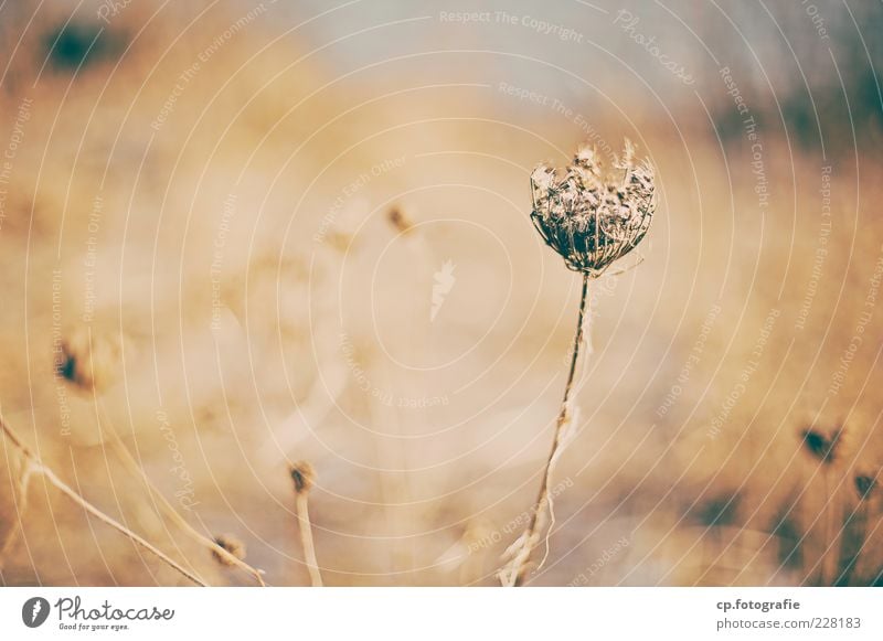 proud composite Nature Plant Autumn Winter Flower Grass Blossom Wild plant Garden Park Meadow Field Colour photo Day Evening Light Shallow depth of field