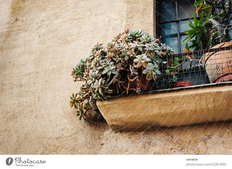 neighborhood Village Fishing village Small Town Port City Old town House (Residential Structure) Wall (barrier) Wall (building) Facade Window Living or residing