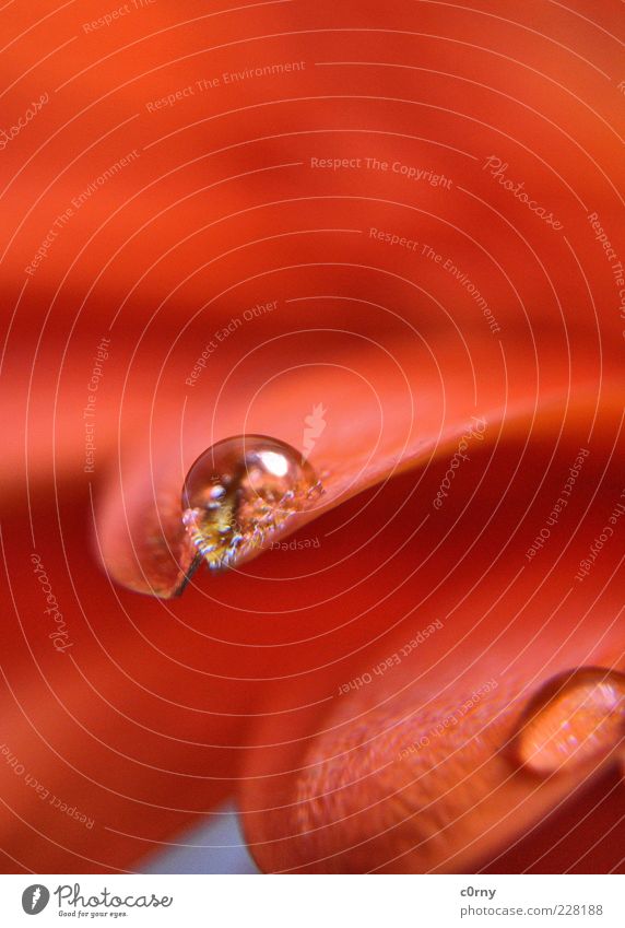 little flowers Plant Drops of water Spring Flower Blossom Gerbera Serene Detail Day Reflection Copy Space top Deserted Red Blossom leave Glittering Close-up