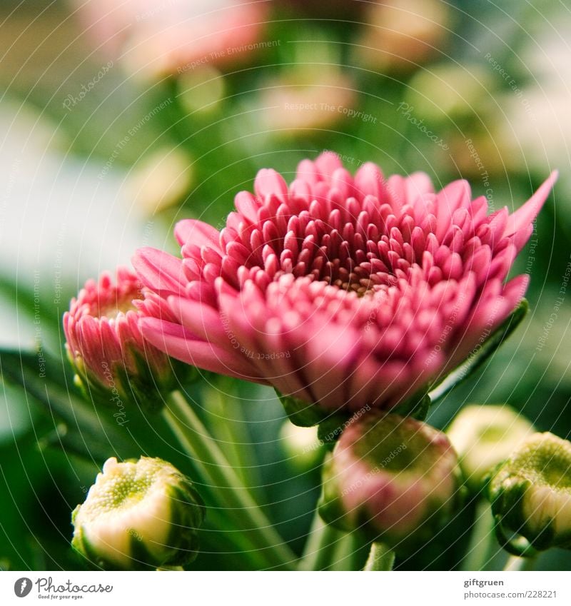 springtime Environment Nature Plant Spring Flower Blossom Blossoming Growth Simple Fresh Beautiful Pink Part of the plant Colour photo Close-up Detail