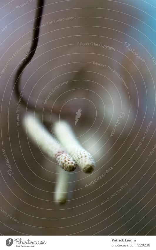 blurry Environment Nature Plant Tree Wild plant Seed Fruit Branch Birch tree Delicate Green Colour photo Exterior shot Close-up Macro (Extreme close-up)