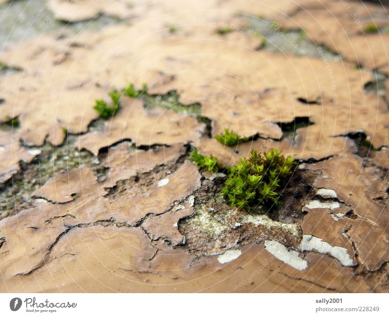 Nature is coming back... Plant Moss Wall (barrier) Wall (building) Growth Old Natural Trashy Green Power Life Survive Environment Decline Transience Change