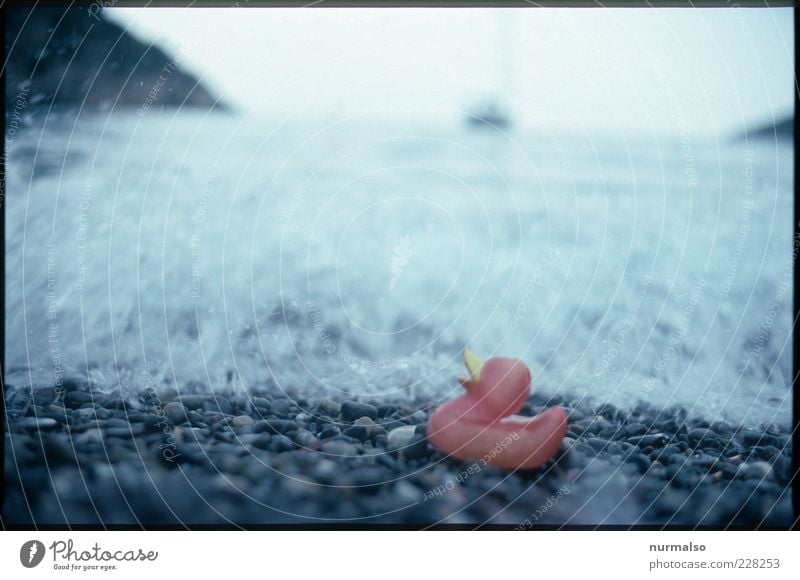 left alone Beach Ocean Waves Nature Elements Water Climate Climate change Coast Quitscheente Squeak duck Trashy Gloomy Moody Stranded Stone Bleached Morning