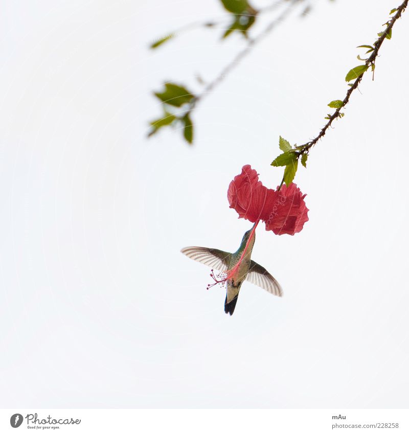 Beija Flor .3 Nature Animal Flower Blossom Exotic Bird 1 Flying To feed Brazil Hummingbirds Colour photo Exterior shot Morning Worm's-eye view Animal portrait