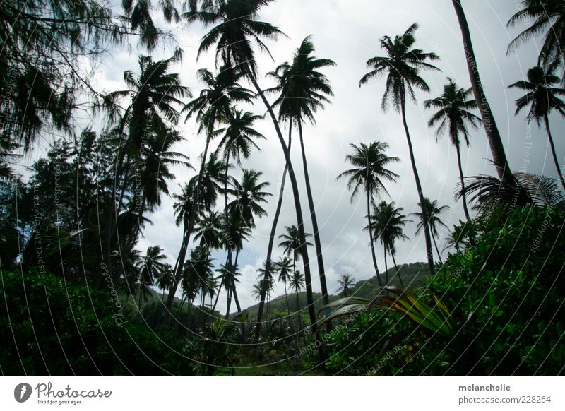 Seychelles Palm View Vacation & Travel Plant Sky Clouds Summer Beautiful weather Exotic Oasis Relaxation Palm tree Colour photo Exterior shot Deserted Day