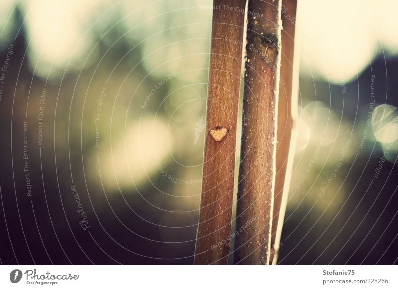 Natural Heart Nature Sunlight Beautiful weather Plant Tree Wood Sign Discover Friendliness Happiness Uniqueness Cute Brown Green Emotions Joy Passion